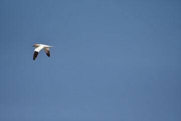 Gannets, Great Saltee Island, Kilmore Quay, Co. Wexford, Ireland