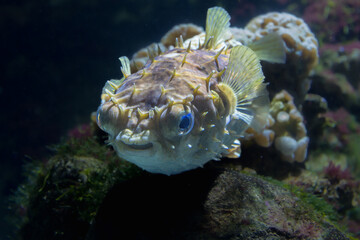 fish from the La Rochelle aquarium