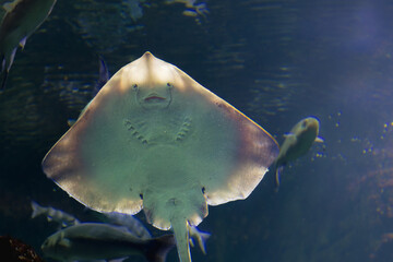 manta ray in the La Rochelle aquarium