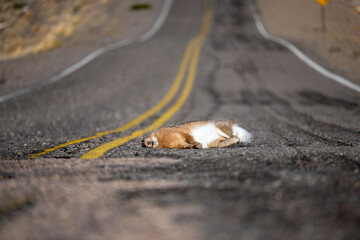 Hare dead on the road due to being hit by a vehicle.