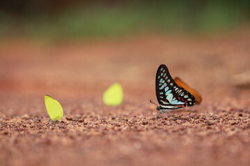 Butterfly in Pangsida Thailand