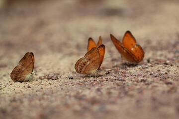Butterfly in Pangsida Thailand