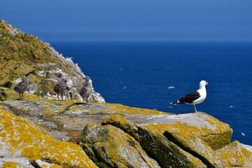 Seagull with chicks. Great Saltee Island, Kilmore Quay, Co. Wexford, Ireland