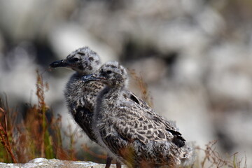 Seagull chicks. Great Saltee Island, Kilmore Quay, Co. Wexford, Ireland