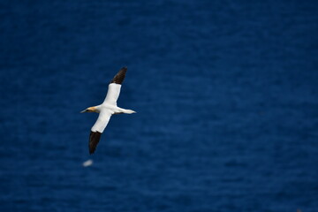 Gannets, Great Saltee Island, Kilmore Quay, Co. Wexford, Ireland