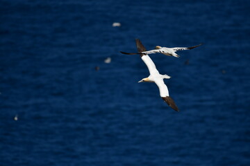 Gannets, Great Saltee Island, Kilmore Quay, Co. Wexford, Ireland
