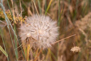 A dried up flower with a white center