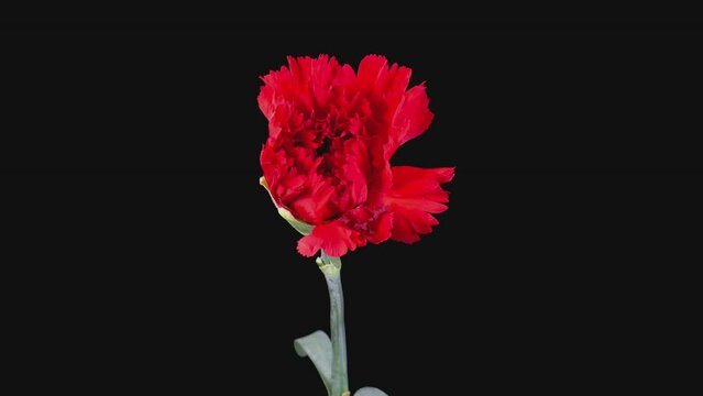 Flower Time Lapse Images – Browse 57,825 Stock Photos