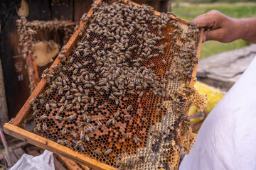 A person holds a honeycomb with many bees on it