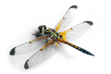 Detailed Dragonfly on Transparent Background