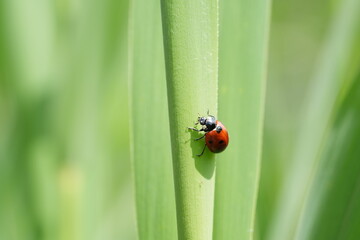 Siebenpunkt-Marienkäfer, Siebenpunktn(Coccinella septempunctata), Marienkäfer, Herrgottskäfer, Käfer, Insekt, rot, grün, green, Blatt, Stängel, Halm, Makro, Glück, Symbol