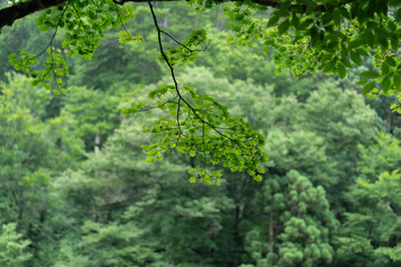 鮮やかな新緑の風景