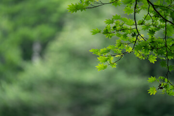鮮やかな新緑の風景