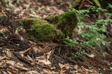 落ち葉が敷き詰められた地面と、苔の生えた木の根元
