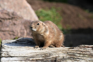 Schwarzschwanz-Präriehund (Cynomys ludovicianus), Präriehund, Tier, Säugetier, Erdhörnchen, Hörnchen, Nordamerika