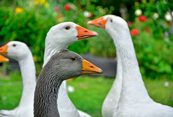 białe i szare gęsi, gęsi w przydomowym ogrodzie, Gęś domowa, Anser domesticus, ptactwo, domestic goose, livestock