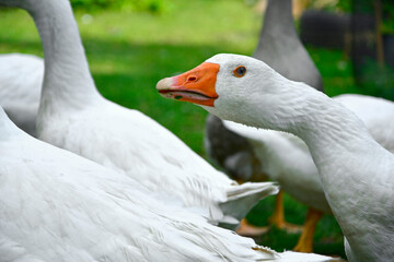 białe gęsi, gęsi w przydomowym ogrodzie, Gęś domowa, Anser domesticus, ptactwo, domestic goose, livestock © kateej