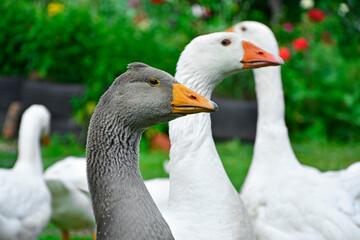 białe i szare gęsi, gęsi w przydomowym ogrodzie, Gęś domowa, Anser domesticus, ptactwo, domestic goose, livestock © kateej