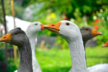 białe i szare gęsi, gęsi w przydomowym ogrodzie, Gęś domowa, Anser domesticus, ptactwo, domestic goose, livestock © kateej