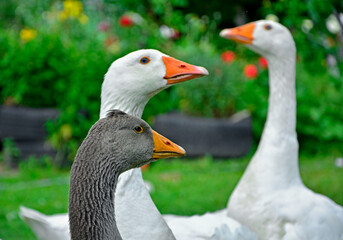 białe i szare gęsi, gęsi w przydomowym ogrodzie, Gęś domowa, Anser domesticus, ptactwo, domestic goose, livestock © kateej