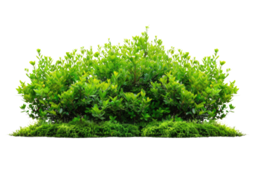 green bush isolated on white background