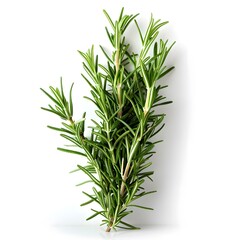 Fototapeta premium Fresh Rosemary Sprig on White Background