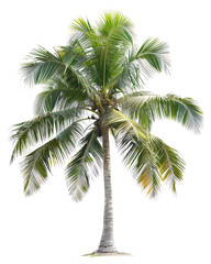 Fototapeta premium PNG Tropical palm tree isolated background