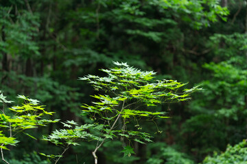 鮮やかな新緑の風景