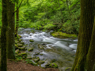 Oconaluftee River along the Newfound Gap Road in the Great Smoky Mountains National Park in North Carolina USA