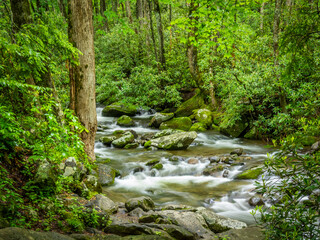 Roaring Fork  stream on the Roaring Fork Motor Nature Trail in  Great Smokey Mountains  National Park in Tennessee, USA