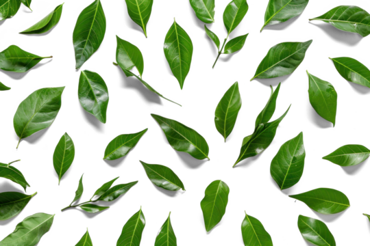 Green Leaves Pattern on Transparent Background