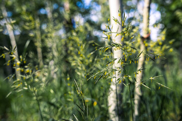 Tall grass with yellow ornamental flowers