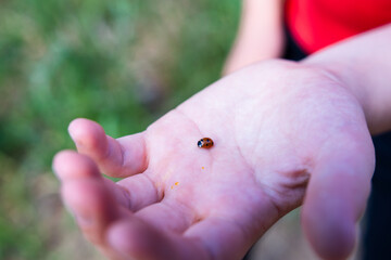 closeup of a ladybug in a human hand