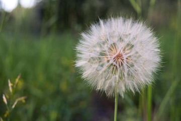 fuzzy dandelion in the grass