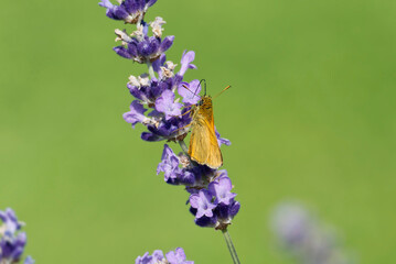 Large Skipper butterfly (Ochlodes sylvanus) perched on lavender plant in Zurich, Switzerland