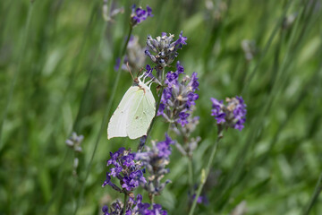 Common brimstone butterfly (Gonepteryx rhamni) sitting on lavender in Zurich, Switzerland