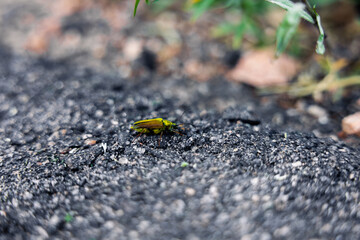green bug journey on asphalt