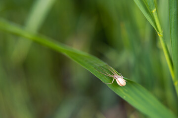 lone white spider on a blade of grass