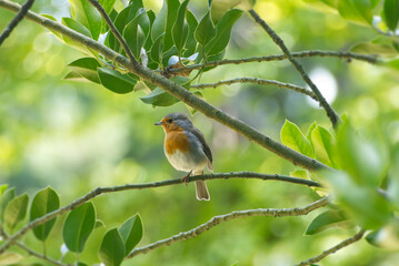 European robin (Erithacus rubecula) sitting on a tree branch in Zurich, Switzerland