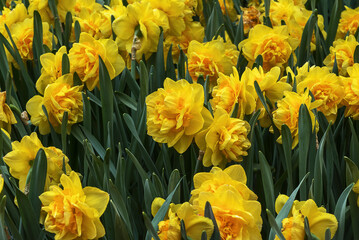 Obraz premium Field of exotic varieties of yellow blooming narcissus