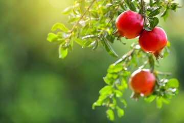 Pomegranate fruits hanging on tree.