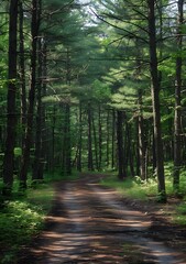 Obraz premium Path Through a Pine Forest