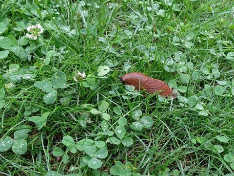 Schnecken im Garten