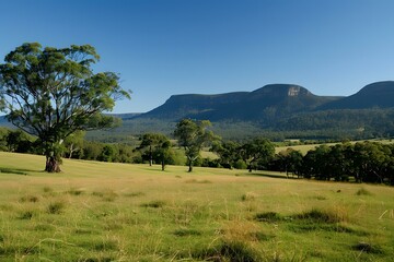Fototapeta premium Rural scene with large gum tree in foreground