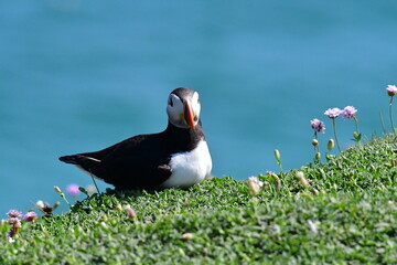 Atlantic puffin or common puffin. Great Saltee Island, Kilmore Quay, Co. Wexford, Ireland