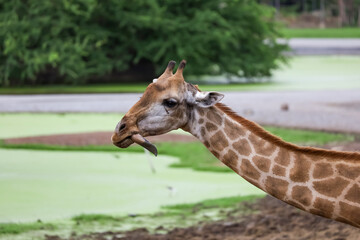 Close up head giraffe in the garden