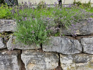 trockenmauer mit lavendel bepflanzt in einem garten