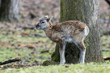 Lamm des Europäischen Mufflons im Frühjahr