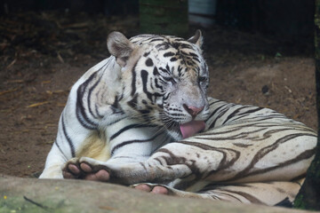 Close up white tiger is sit down and rest on floor