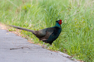 Jagdfasan beim Überqueren einer Straß im Frühjahr